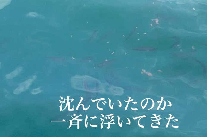 撒き餌に寄ってきたアジ