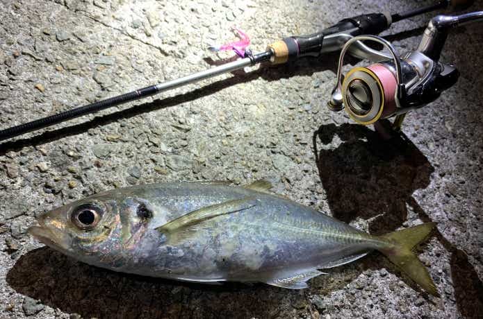 トレモロAJ2.6inで釣ったアジ