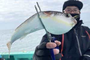 ショウサイフグの画像