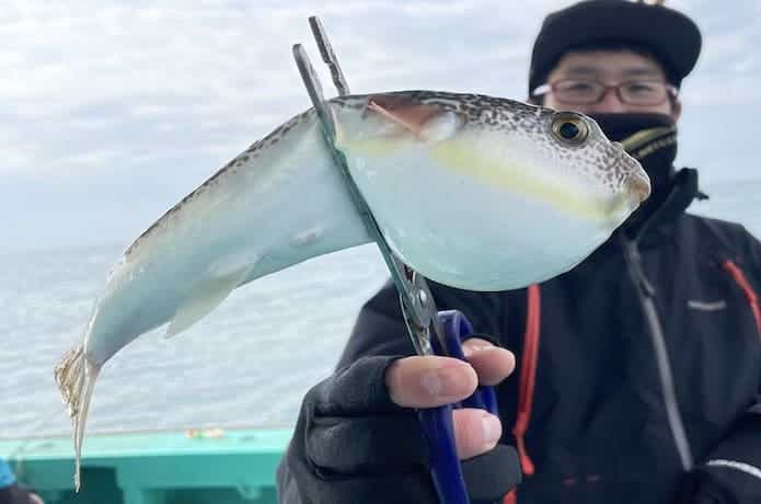 ショウサイフグの画像