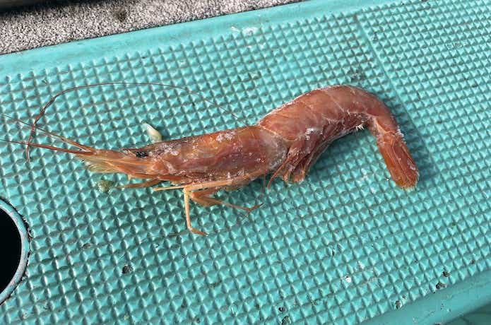 カットウフグのエサの画像