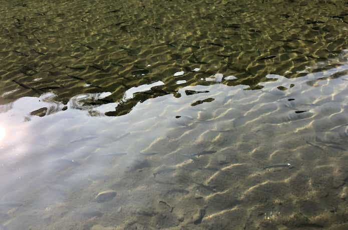 浅川国際マス釣場 水質