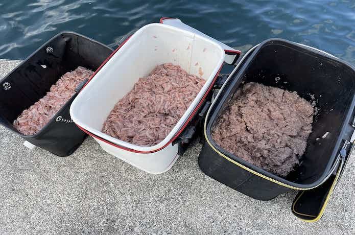 カゴ釣りのコマセ