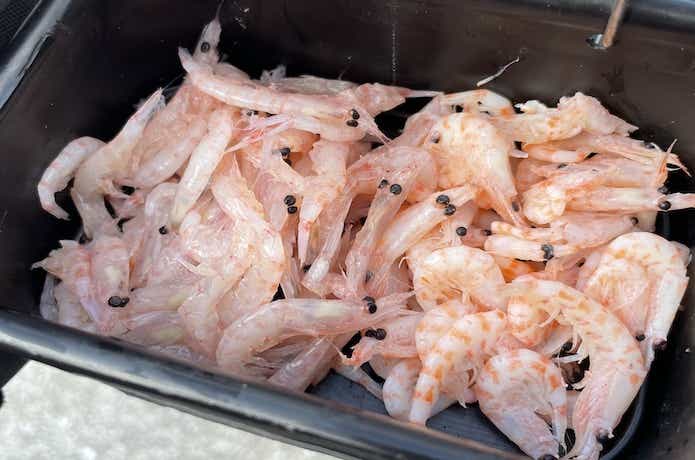 カゴ釣りの刺し餌