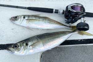 アジ釣りの釣果