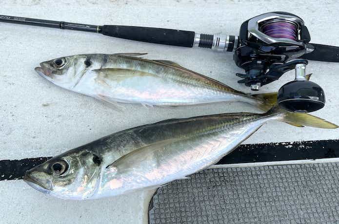マアジの釣果