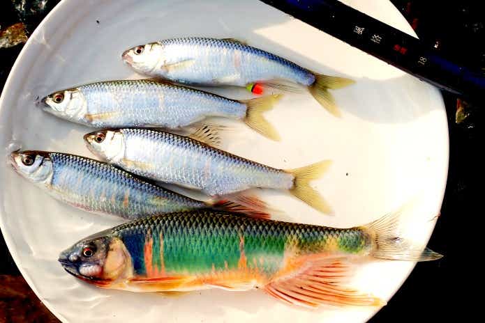 オイカワ釣り