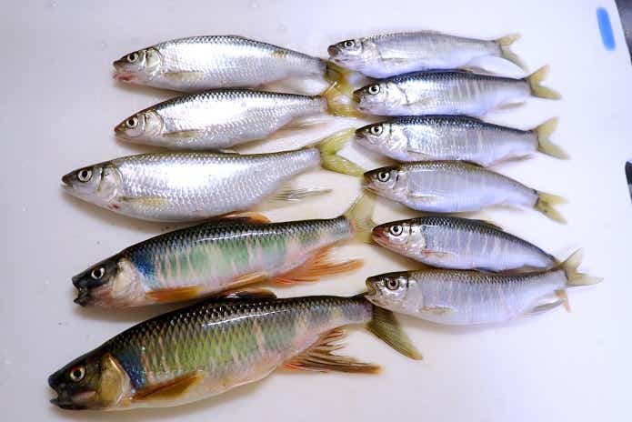 釣れたオイカワ