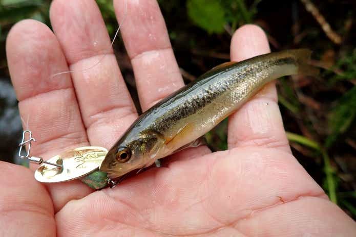 ルアーで釣れたハヤ