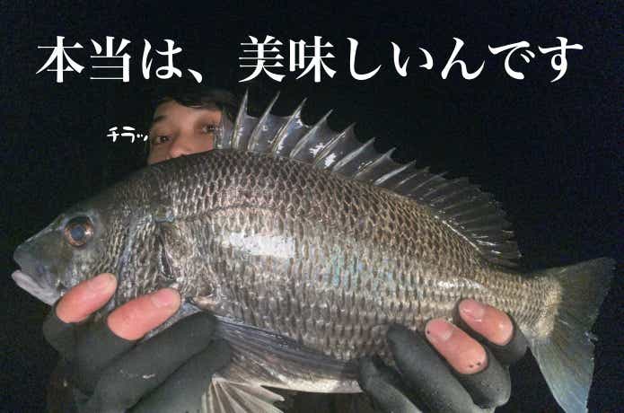 釣った黒鯛
