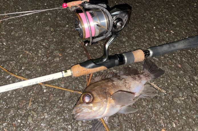 メバルの釣果