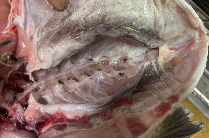 処理した血合い