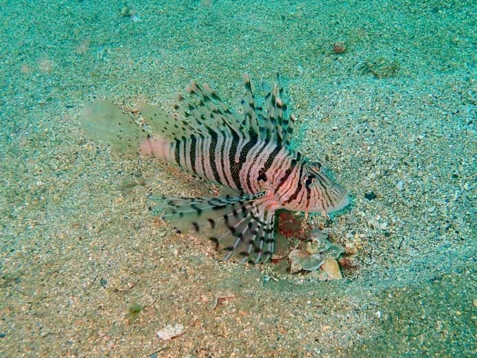 ミノカサゴ　水族館　ダイビング