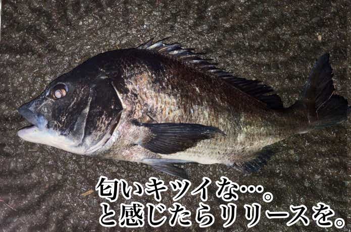 不味い黒鯛