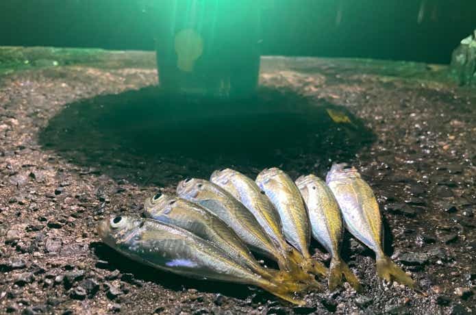 集魚灯とアジの釣果
