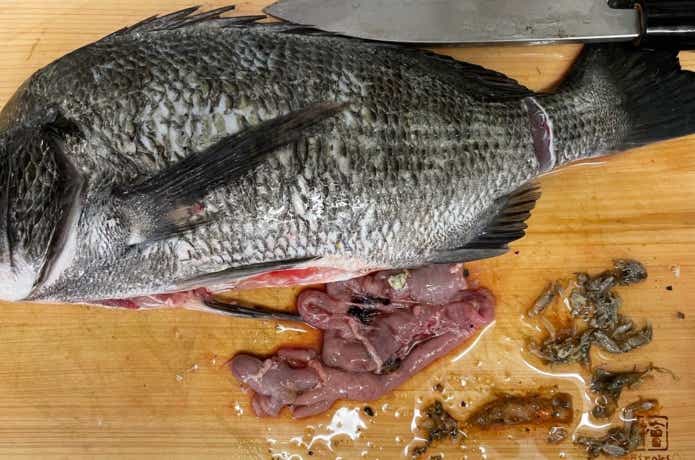 黒鯛の胃の内容物