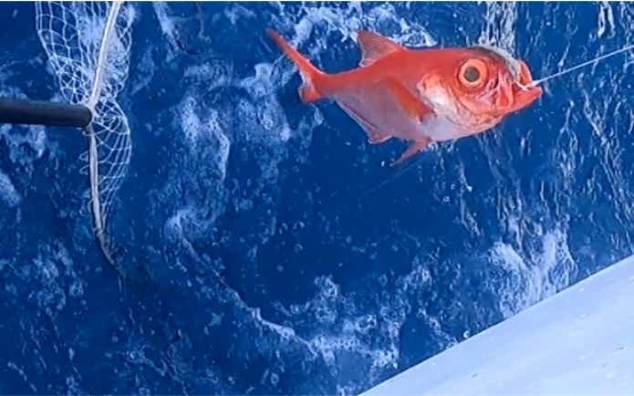 船　キンメダイ　エサ釣り