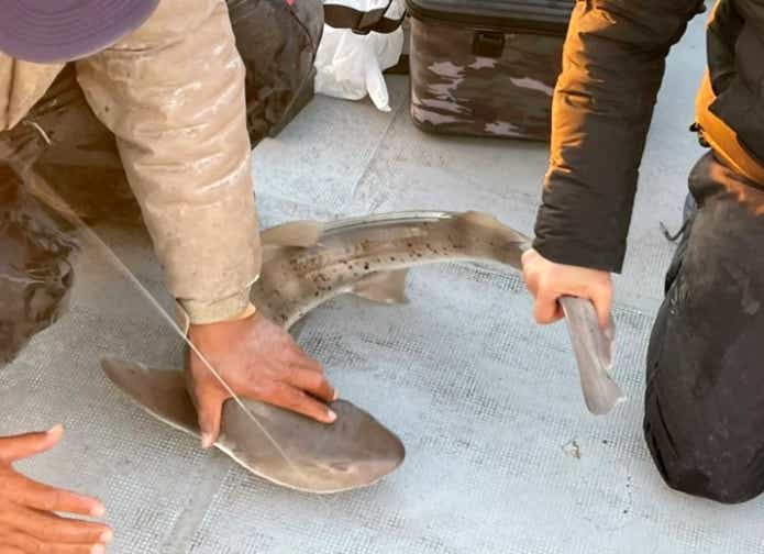 ドチザメ 釣り 被害