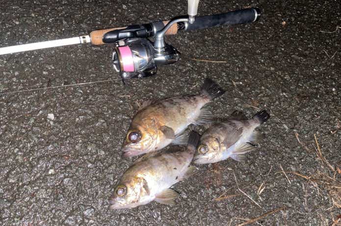 ナイロンラインとメバリングの釣果