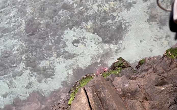 ミノカサゴを釣るには
