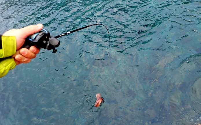穴釣りでも大物が釣れる