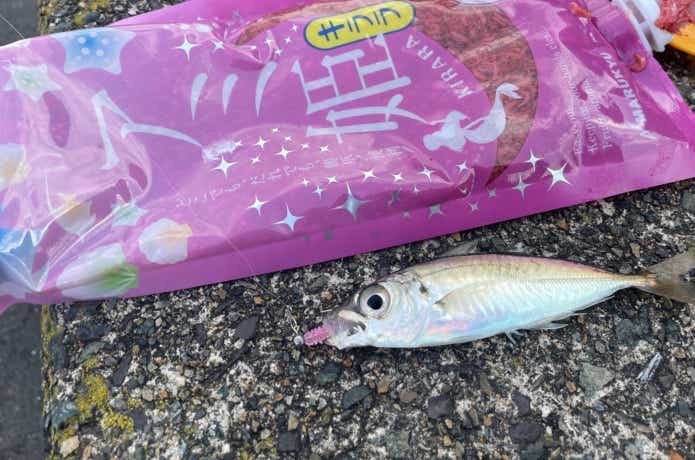 アミエビとアジ