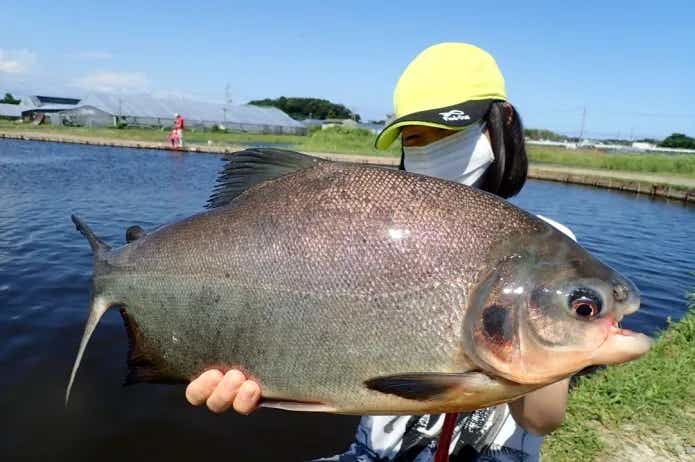 管理釣り場巡り