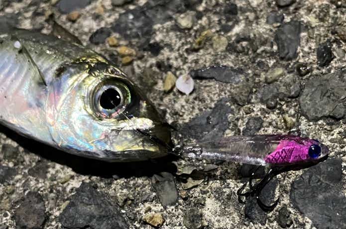 アジック32の釣果写真