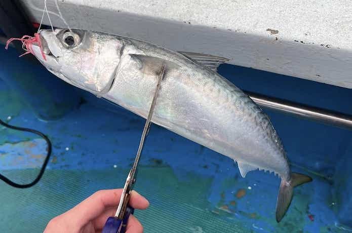 冬サバ釣果