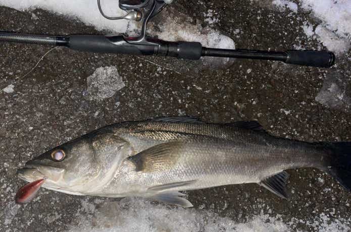 ソルトクランクで釣ったシーバス