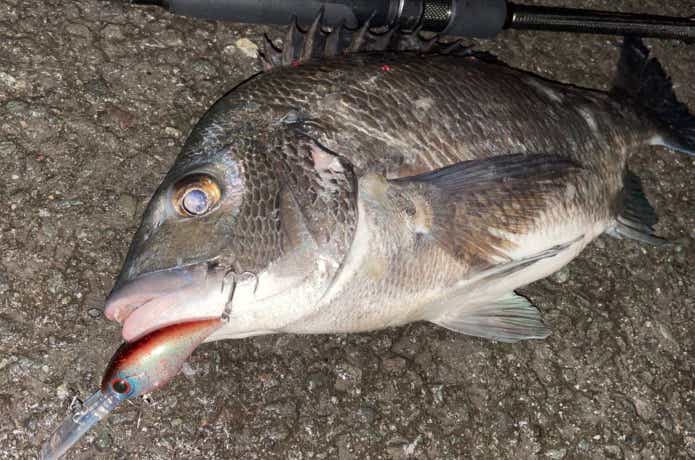 ソルトクランクで釣ったチヌ