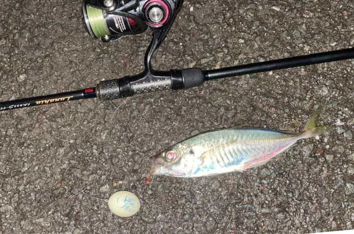 フロートリグで釣ったアジ