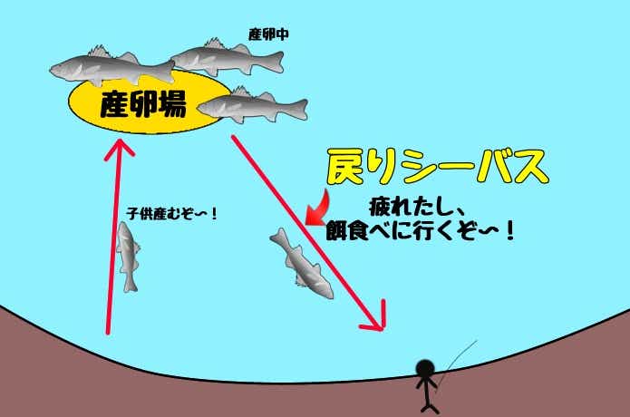 戻りシーバスの行動
