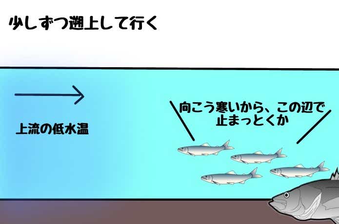 戻りシーバスの遡上