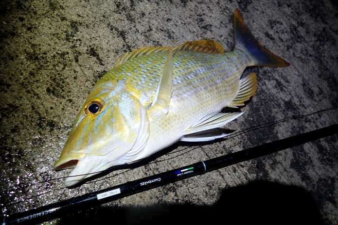魚のアタリを音で知らせてくれる『バイトアラーム』！怪魚ハント