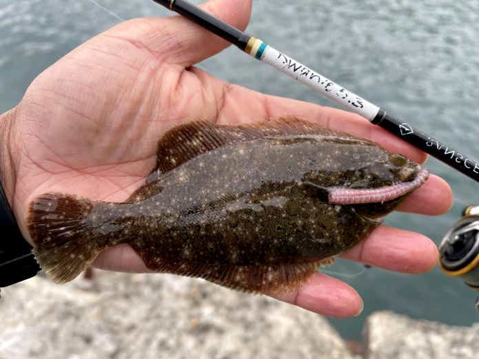冷水性の魚であるカレイの仲間