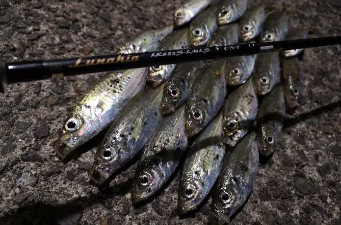 アジングで釣った豆アジ