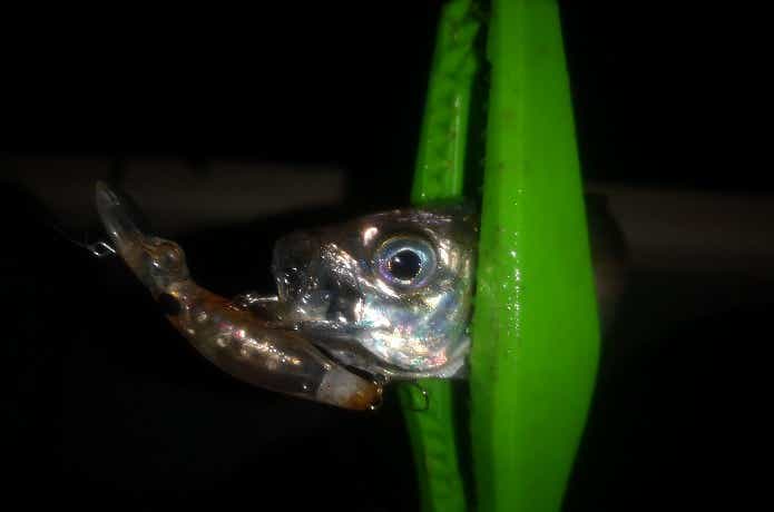 プラグで釣った豆アジ