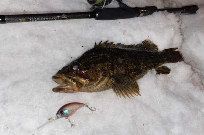 ミヤビスで釣ったタケノコメバル