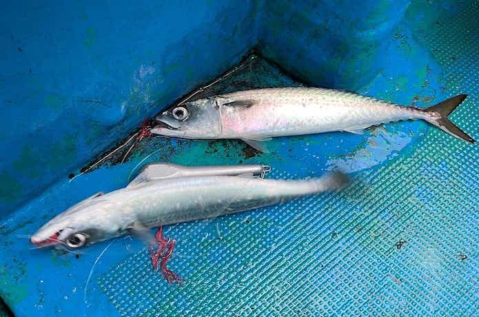 冬サバ釣果2本