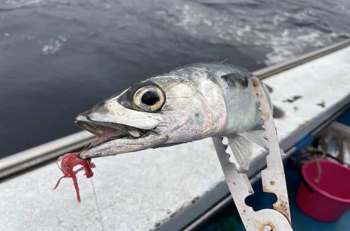 寒サバの釣果