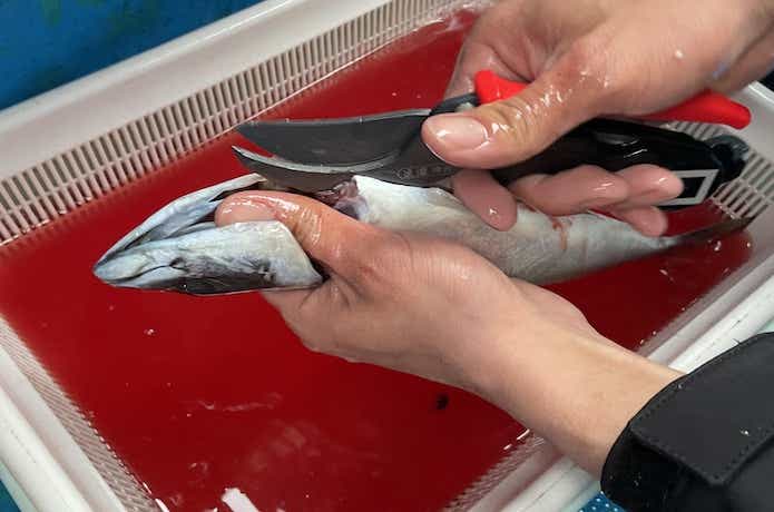 サバの下処理