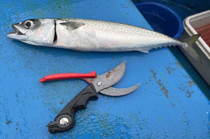 釣れたサバ