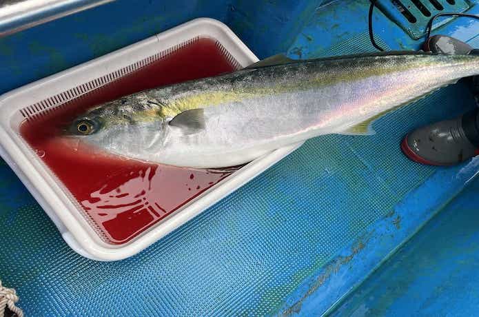ブリの釣果