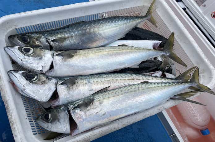 サバの釣果