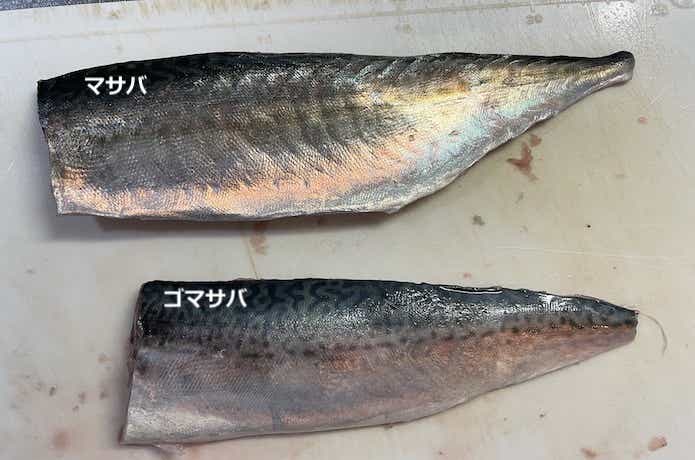 マサバとゴマサバの身