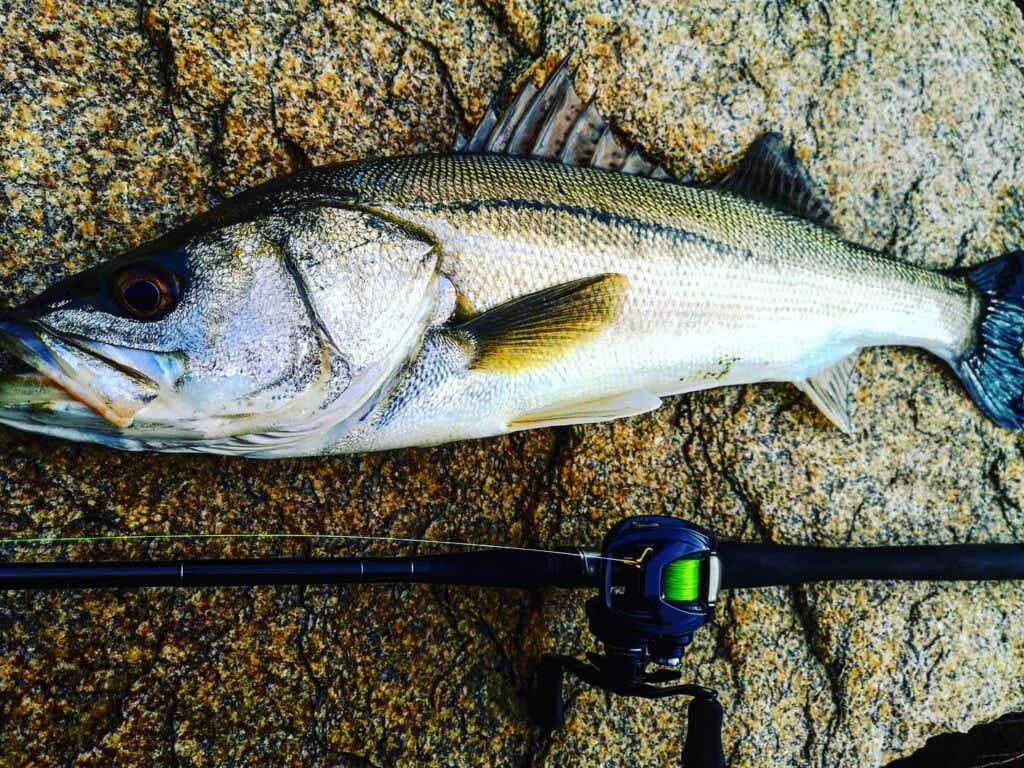 シーバスの釣果