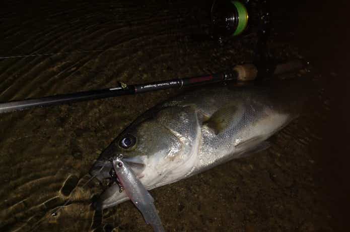 戻りシーバスの釣果