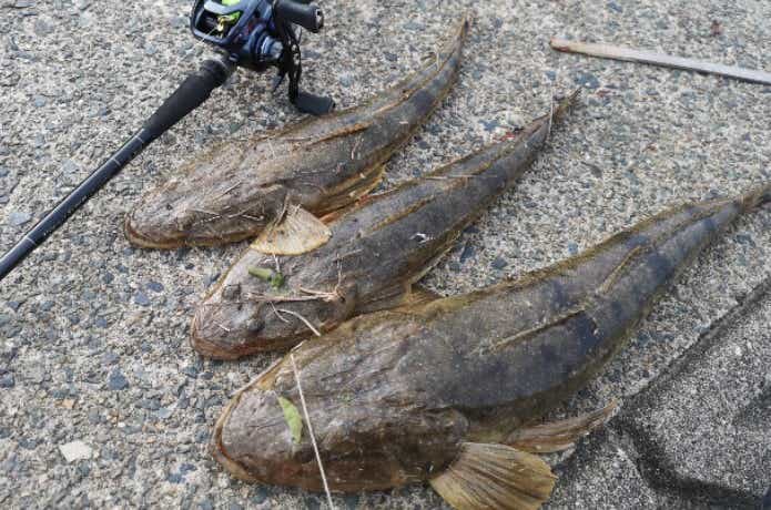 ソルトクランクで釣ったマゴチ