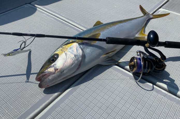 ジギングで釣ったヒラマサ